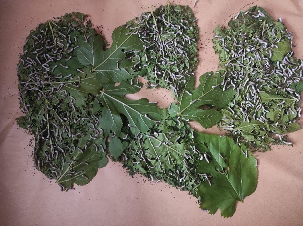 Foto - Unutulmaya yüz tutmuştu! Geleneksel o meslek yeniden canlandırılıyor