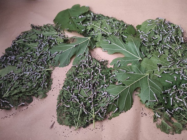 Foto - Unutulmaya yüz tutmuştu! Geleneksel o meslek yeniden canlandırılıyor