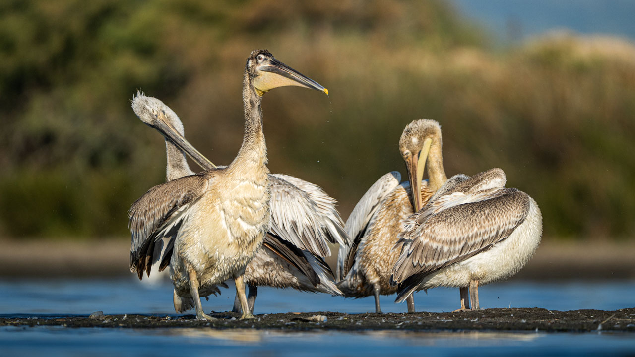Foto - Unutulmaz kare! Tepeli ve ak pelikan birlikte böyle görüntülendi