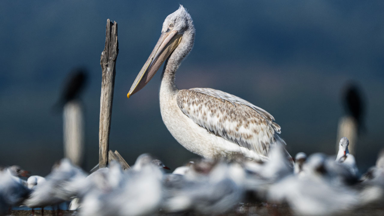 Foto - Unutulmaz kare! Tepeli ve ak pelikan birlikte böyle görüntülendi