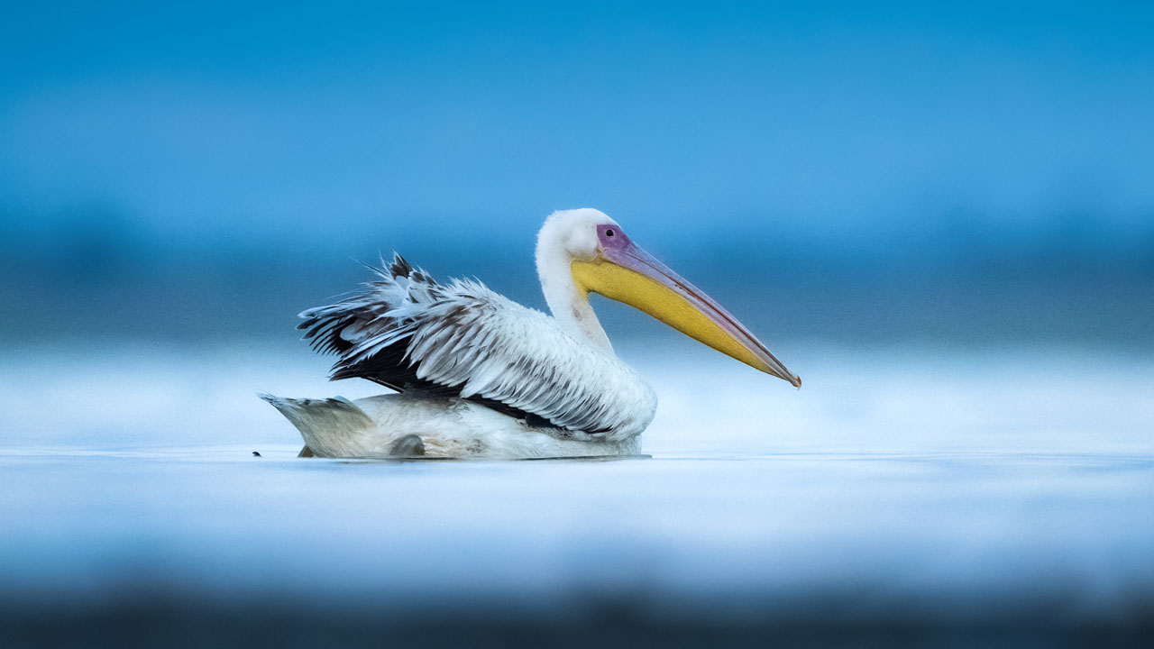 Foto - Unutulmaz kare! Tepeli ve ak pelikan birlikte böyle görüntülendi