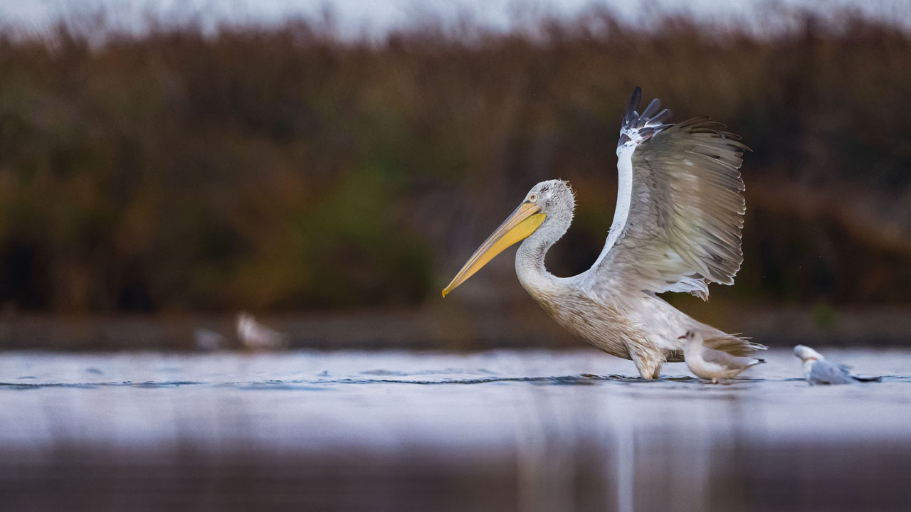 Foto - Unutulmaz kare! Tepeli ve ak pelikan birlikte böyle görüntülendi