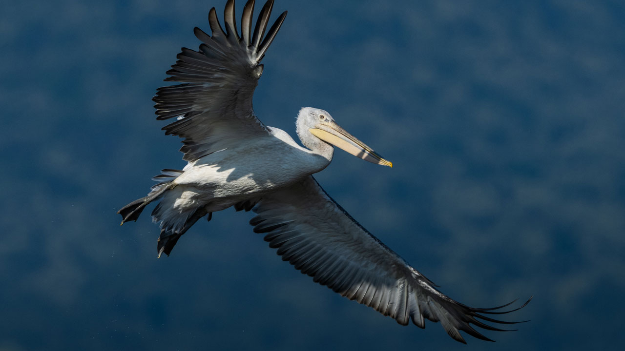 Foto - Unutulmaz kare! Tepeli ve ak pelikan birlikte böyle görüntülendi