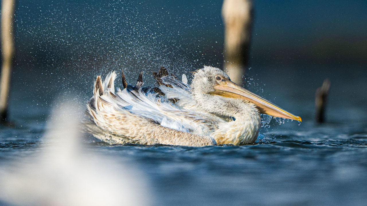 Foto - Unutulmaz kare! Tepeli ve ak pelikan birlikte böyle görüntülendi