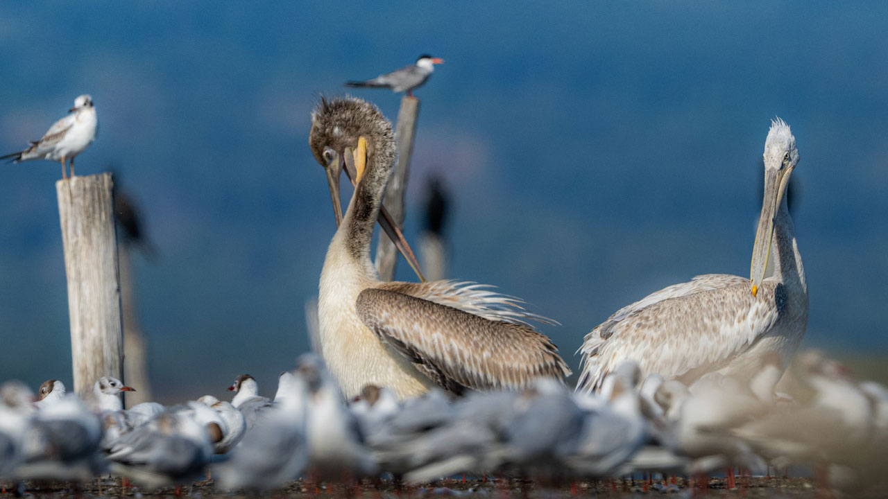 Unutulmaz kare! Tepeli ve ak pelikan birlikte böyle görüntülendi