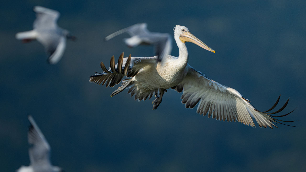 Foto - Unutulmaz kare! Tepeli ve ak pelikan birlikte böyle görüntülendi