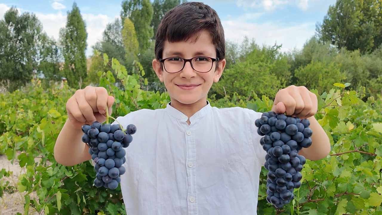 Urartulardan kalan 2800 yıllık miras: Erciş üzümünde hasat zamanı!