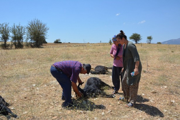 Foto - Üre gübresi karıştırılmış yemi yiyen 25 keçi öldü: Gözleri, ciğerleri ve vücutları patlamış!