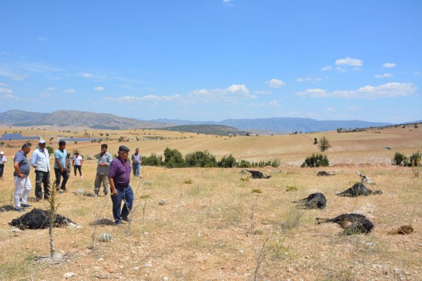 Foto - Üre gübresi karıştırılmış yemi yiyen 25 keçi öldü: Gözleri, ciğerleri ve vücutları patlamış!
