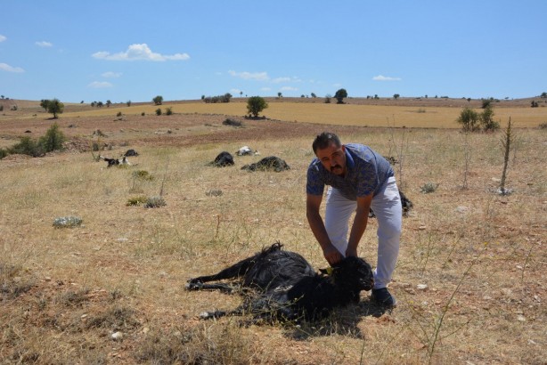 Üre gübresi karıştırılmış yemi yiyen 25 keçi öldü: Gözleri, ciğerleri ve vücutları patlamış!