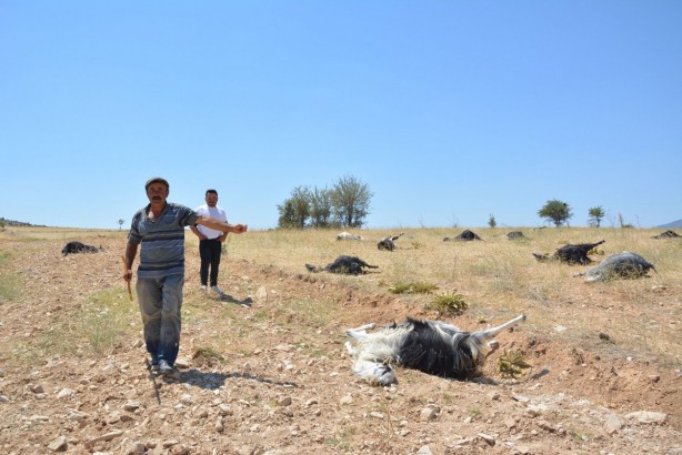 Foto - Üre gübresi karıştırılmış yemi yiyen 25 keçi öldü: Gözleri, ciğerleri ve vücutları patlamış!