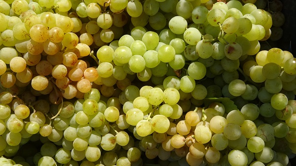 Foto - Üretici çok tepkili! Tarlada 12 markette 40 TL