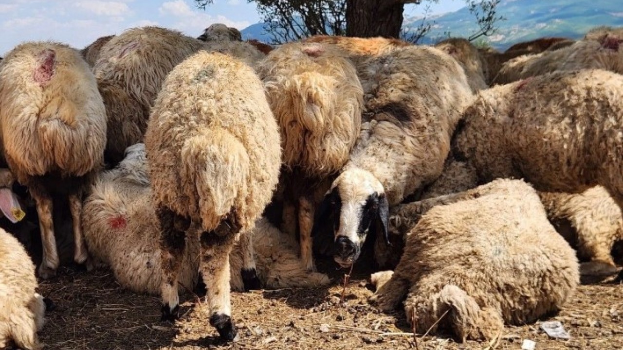 Foto - Üretici isyanda! '130 bin TL'ye çalışacak kimse yok'