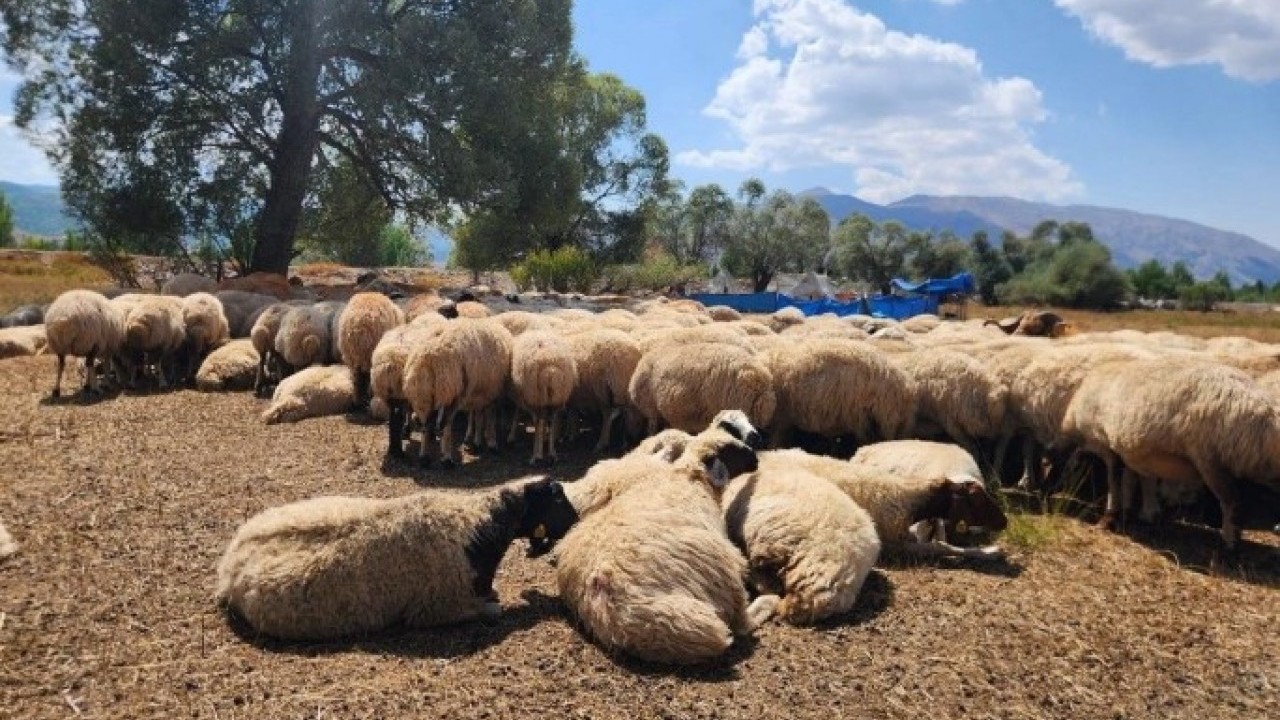 Foto - Üretici isyanda! '130 bin TL'ye çalışacak kimse yok'