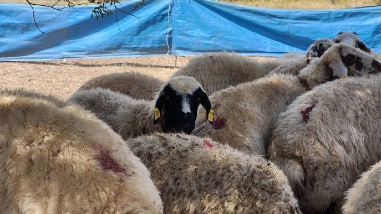 Foto - Üretici isyanda! '130 bin TL'ye çalışacak kimse yok'