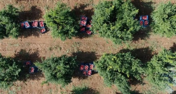 Foto - Türkiye'nin kapısını çalıyorlar! Rusya ve Avrupa ne yapıp edin gönderin diyor... İnanılmaz talep