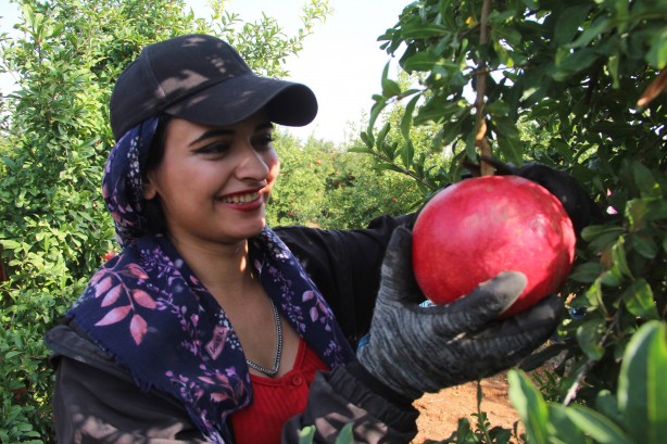 Foto - Türkiye'nin kapısını çalıyorlar! Rusya ve Avrupa ne yapıp edin gönderin diyor... İnanılmaz talep