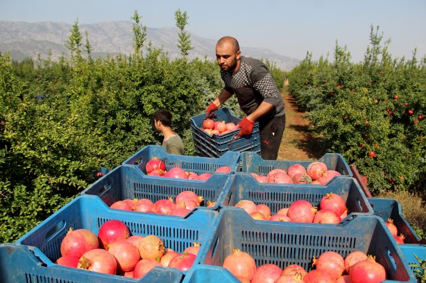 Foto - Türkiye'nin kapısını çalıyorlar! Rusya ve Avrupa ne yapıp edin gönderin diyor... İnanılmaz talep