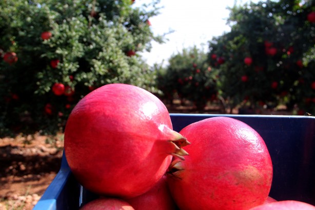 Foto - Türkiye'nin kapısını çalıyorlar! Rusya ve Avrupa ne yapıp edin gönderin diyor... İnanılmaz talep