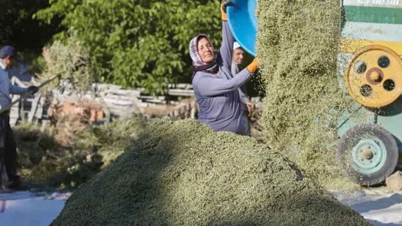 Üretici 'tekel oluştu' deyip elini eteğini çekti: 35 lira olan kekiğin kilosu bakın kaç para oldu