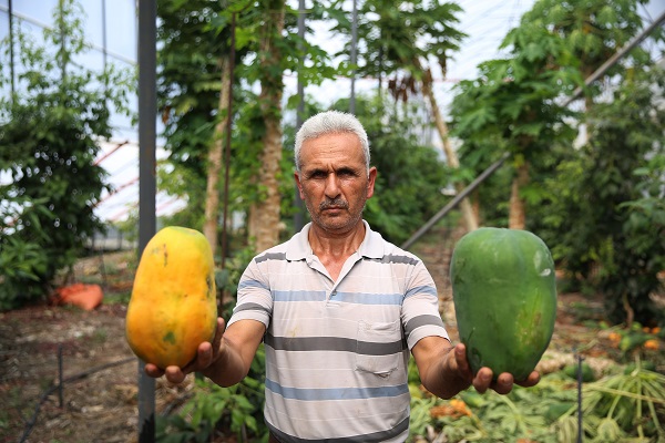 Foto - Üreticiler bu meyveyi çok sevdi! Yetiştirmesi zahmetsiz kazancı bol