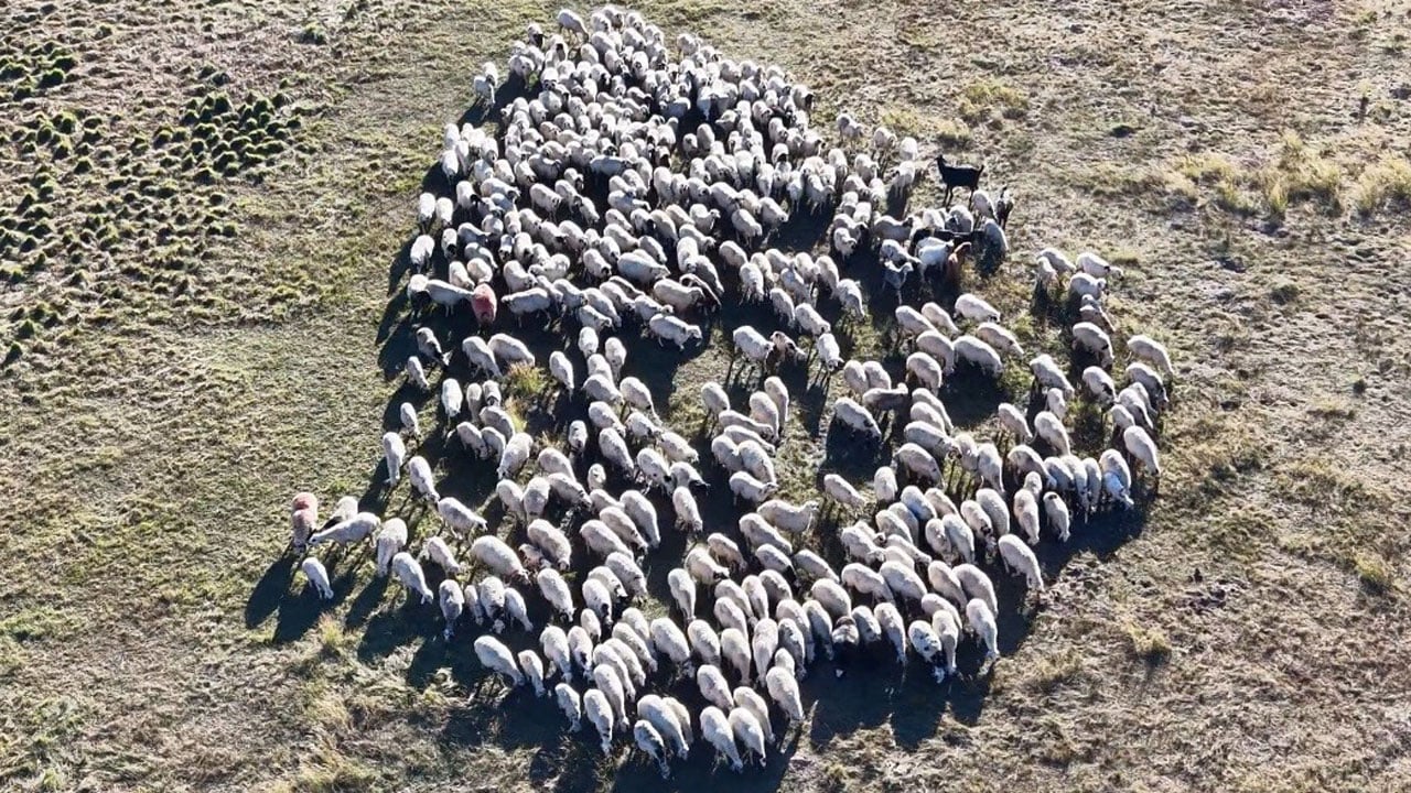 Üreticiler kara kara düşünüyor! 150 bin TL maaşa rağmen çalışacak çoban yok