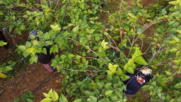 Foto - Üreticinin yüzü güldü! Kilosu 80 TL