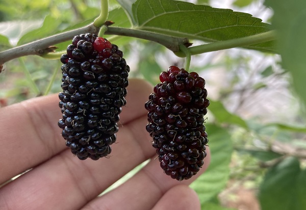 Foto - Üreticinin yüzü güldü! Kilosu 80 TL