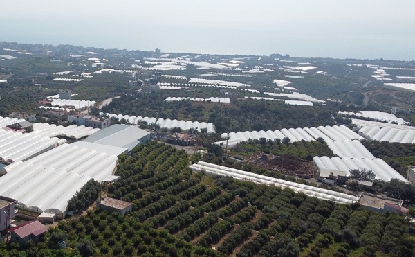 Foto - Üreticinin yüzü güldü! Kilosu 80 TL