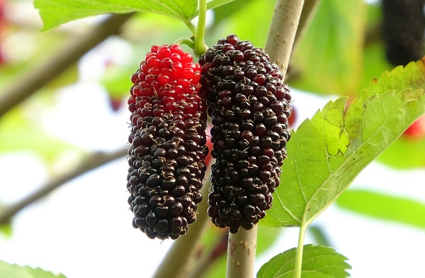 Foto - Üreticinin yüzü güldü! Kilosu 80 TL