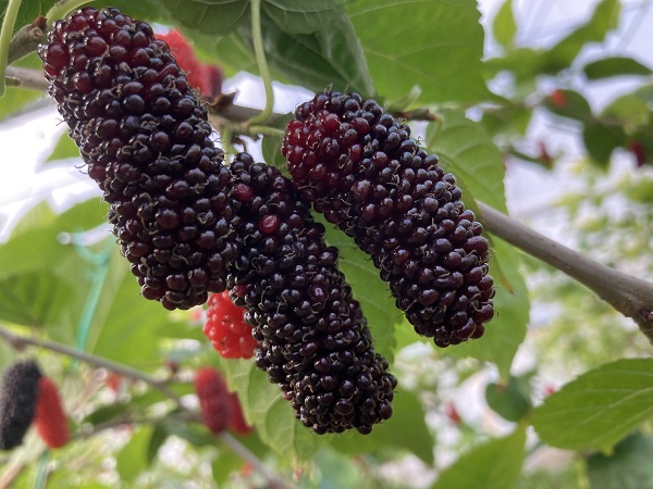 Foto - Üreticinin yüzü güldü! Kilosu 80 TL