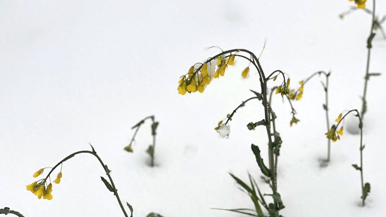 Foto - Üreticinin yüzü güldü! Sarı altın boyun eğmedi