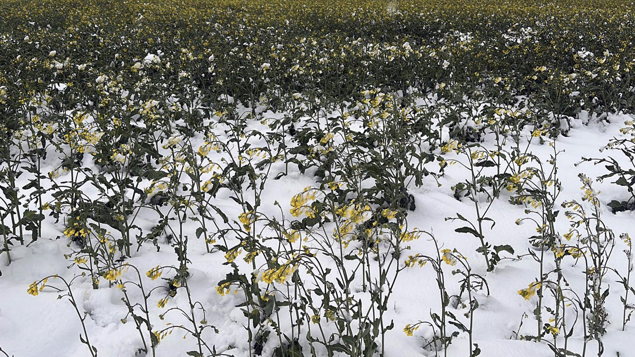 Foto - Üreticinin yüzü güldü! Sarı altın boyun eğmedi