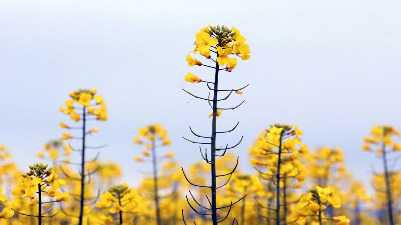 Foto - Üreticinin yüzü güldü! Sarı altın boyun eğmedi