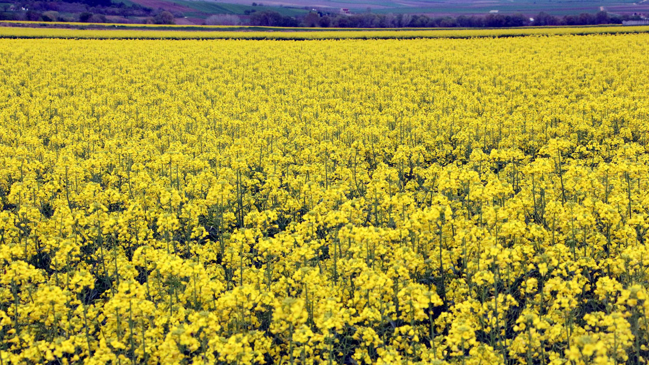 Foto - Üreticinin yüzü güldü! Sarı altın boyun eğmedi