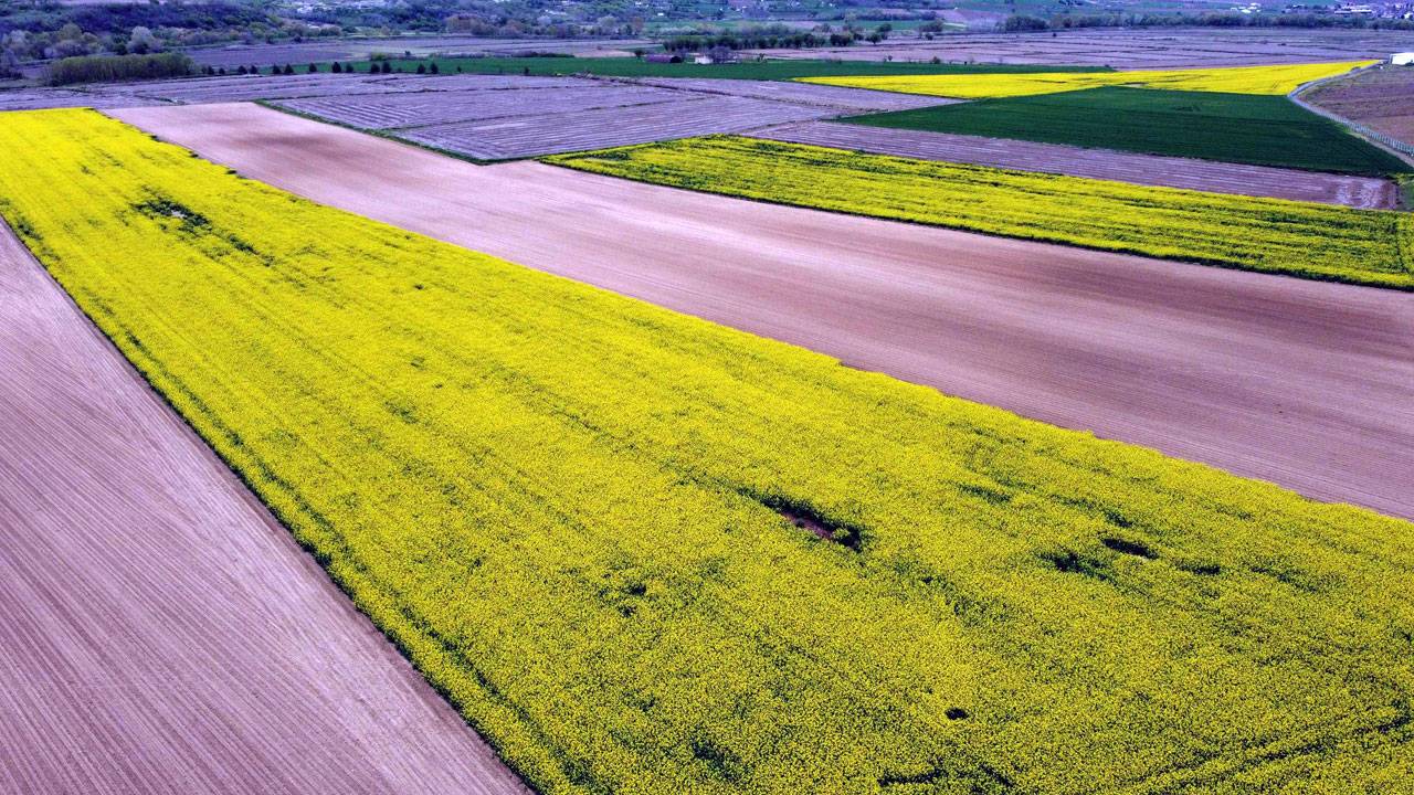 Foto - Üreticinin yüzü güldü! Sarı altın boyun eğmedi
