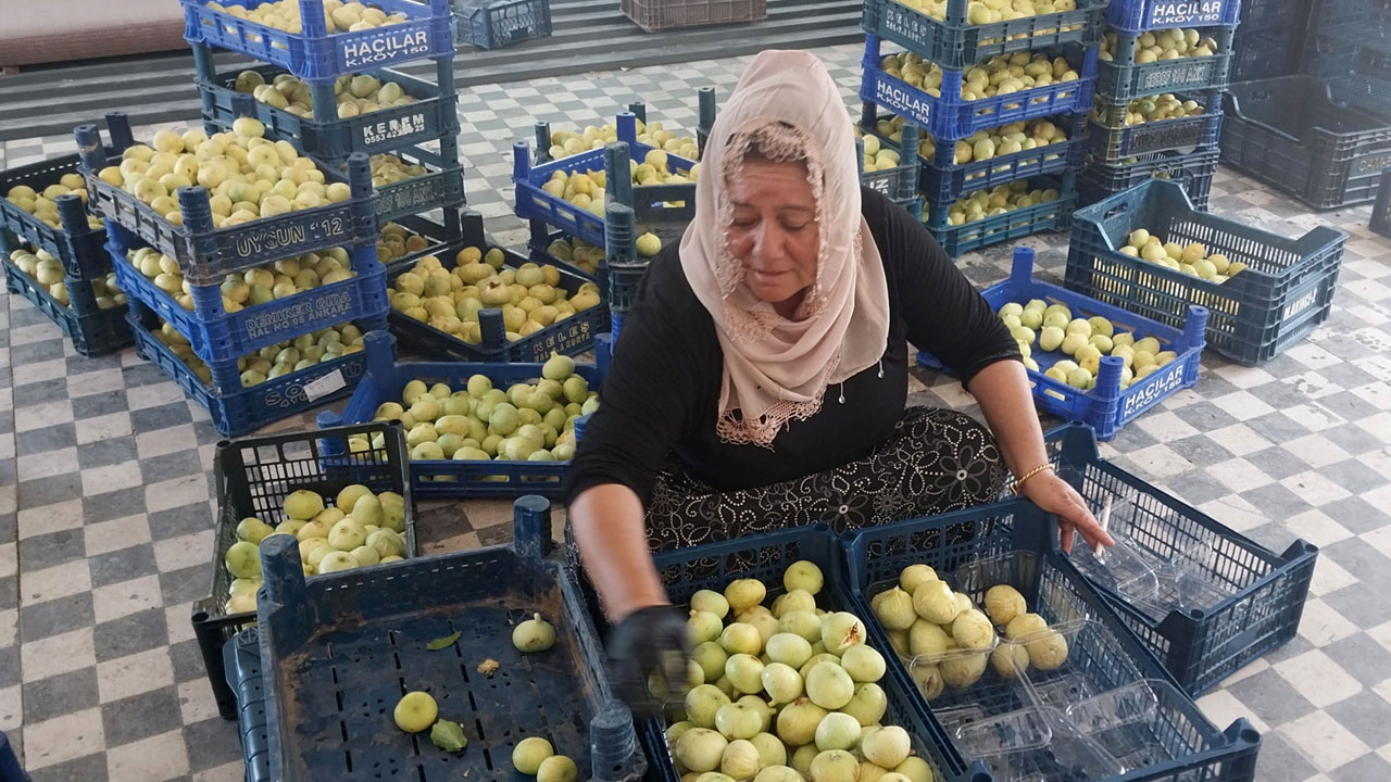 Foto - Üreticinin yüzü gülüyor! Sabahın ilk ışığında toplanıyor, altın gibi değer görüyor