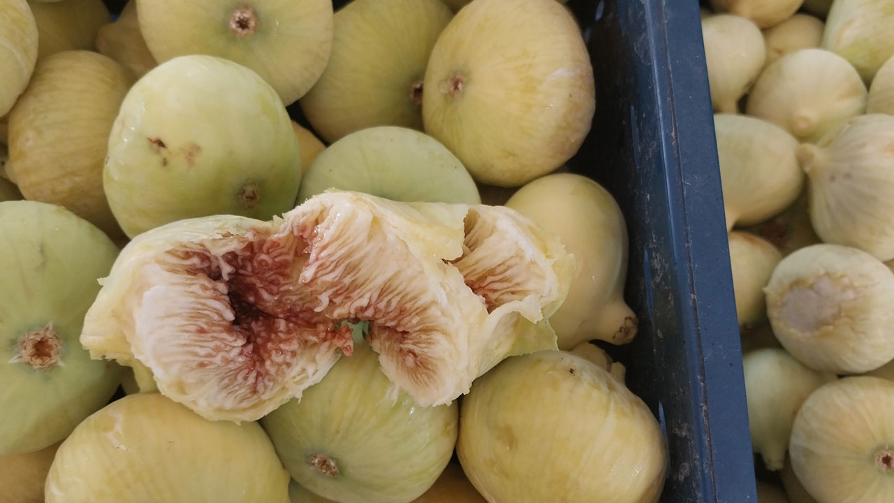 Üreticinin yüzü gülüyor! Sabahın ilk ışığında toplanıyor, altın gibi değer görüyor