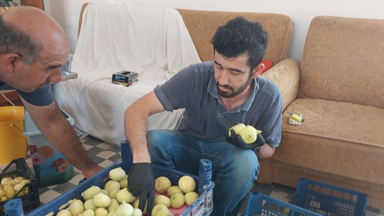 Foto - Üreticinin yüzü gülüyor! Sabahın ilk ışığında toplanıyor, altın gibi değer görüyor