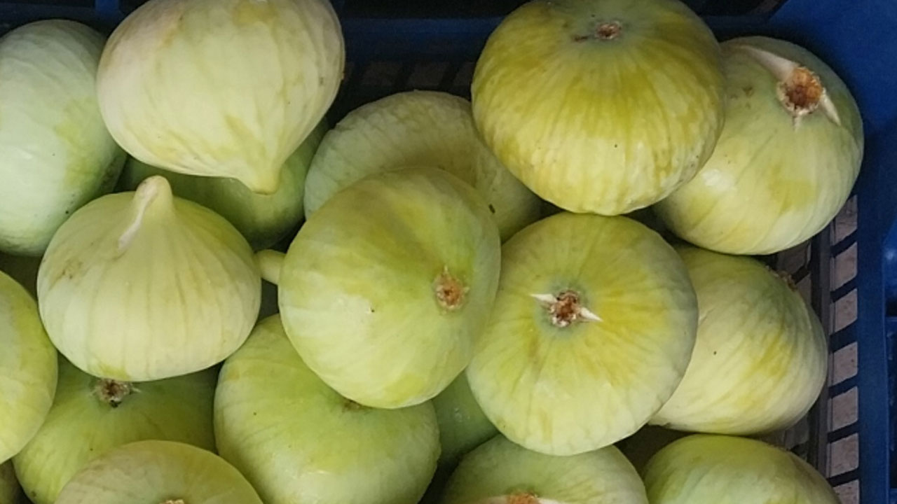 Foto - Üreticinin yüzü gülüyor! Sabahın ilk ışığında toplanıyor, altın gibi değer görüyor