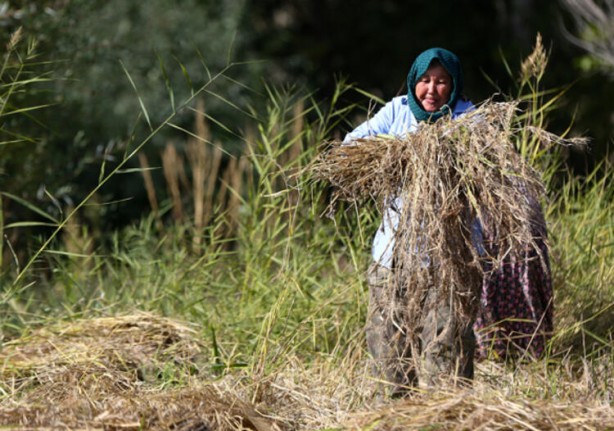 Foto - Üreticisini sevindirdi, kapış kapış satılıyor!
