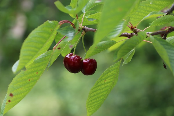Foto - Üretilen tüm kiraz ihraç ediliyor