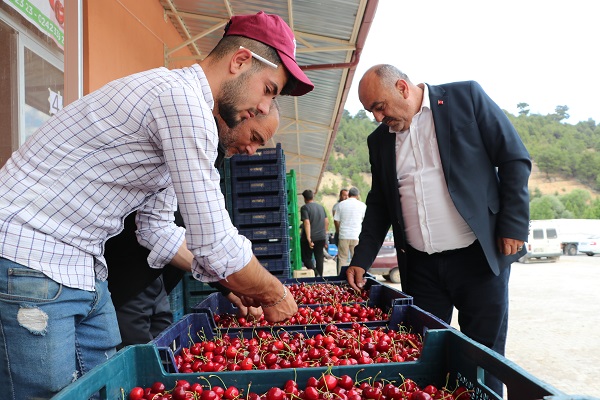 Foto - Üretilen tüm kiraz ihraç ediliyor