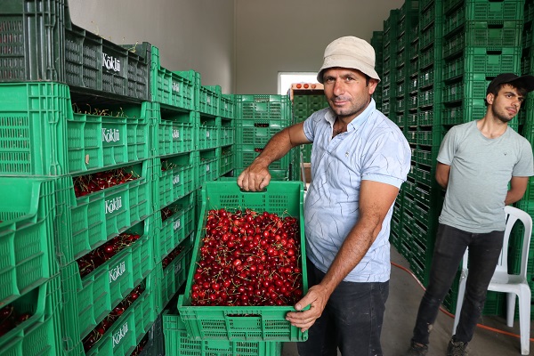 Foto - Üretilen tüm kiraz ihraç ediliyor