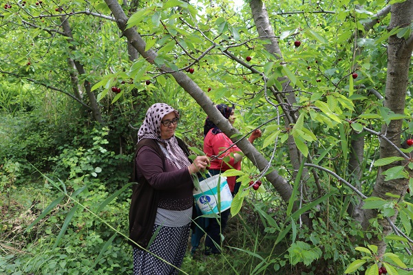 Foto - Üretilen tüm kiraz ihraç ediliyor