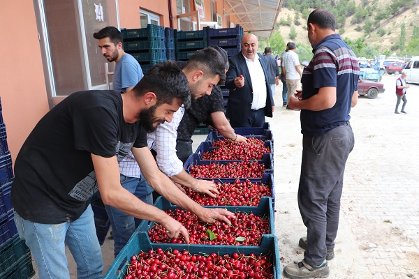 Foto - Üretilen tüm kiraz ihraç ediliyor