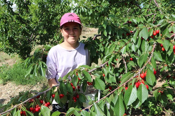 Foto - Üretilen tüm kiraz ihraç ediliyor