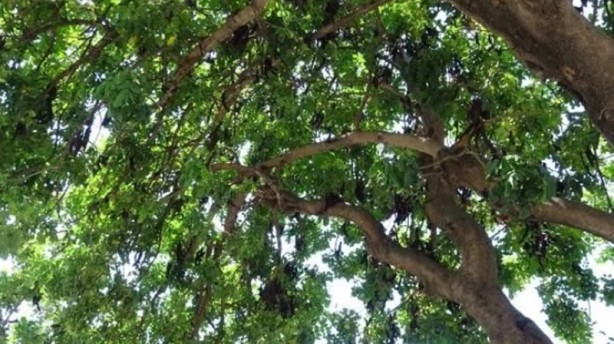 Foto - Üretim patlaması yaşandı! Yahya Peygamberin…