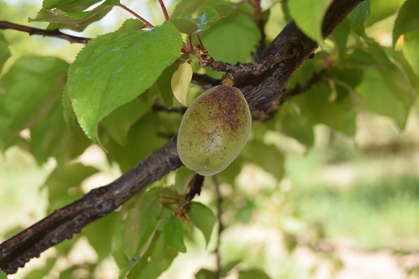 Üretime büyük darbe | Aşırı yağış yüzde 80’ini süpürdü