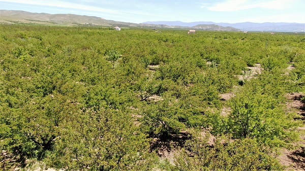Foto - Üretime büyük darbe | Aşırı yağış yüzde 80’ini süpürdü